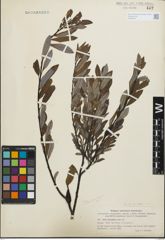 Foto von Salix geyeriana Andersson